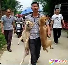 偷狗贼的下场视频,下场视频曝光引众怒