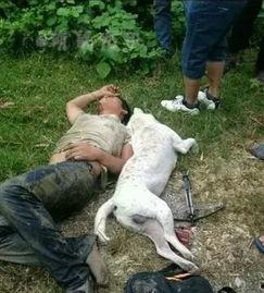 偷狗贼的下场视频,下场视频曝光引众怒