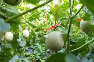 吃网纹瓜黑,探寻神秘果实的秘密与魅力