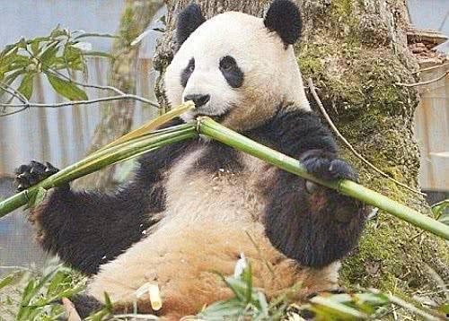 大熊猫吃竹子的视频,竹海中的天然美食家