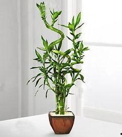 转运竹修剪视频,跟随视频学习转运竹修剪技巧