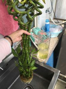 转运竹修剪视频,跟随视频学习转运竹修剪技巧