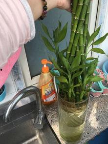 转运竹修剪视频,跟随视频学习转运竹修剪技巧