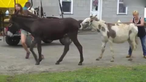 大马配小毛驴视频高清,高清视频背后的温馨故事