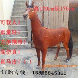 大马配小毛驴视频高清,高清视频背后的温馨故事