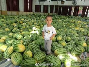 云南中医药大学姜诗妍今日吃瓜,云南中医药大学今日瓜香四溢，揭秘校园生活点滴