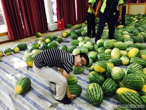 云南中医药大学姜诗妍今日吃瓜,云南中医药大学今日瓜香四溢，揭秘校园生活点滴