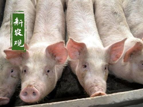 瓜州市今日猪价,今日猪价行情一览