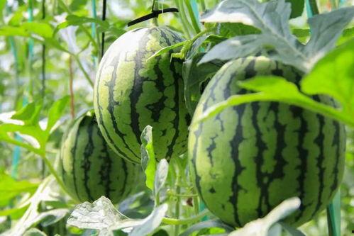 今日吃瓜免费吃瓜爆料两年半,免费吃瓜背后的秘密大曝光