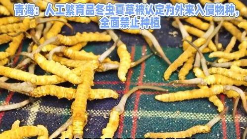 冬虫夏草怎么种植视频,从虫草菌到夏草收获