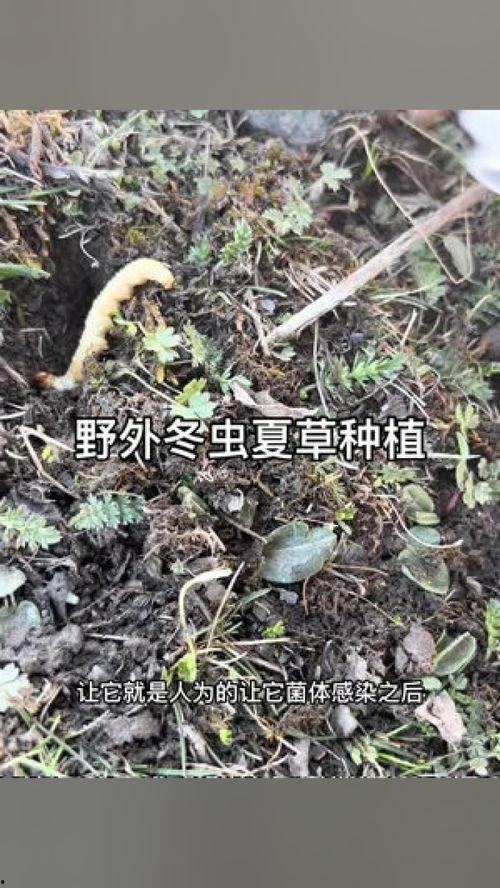 冬虫夏草怎么种植视频,从虫草菌到夏草收获