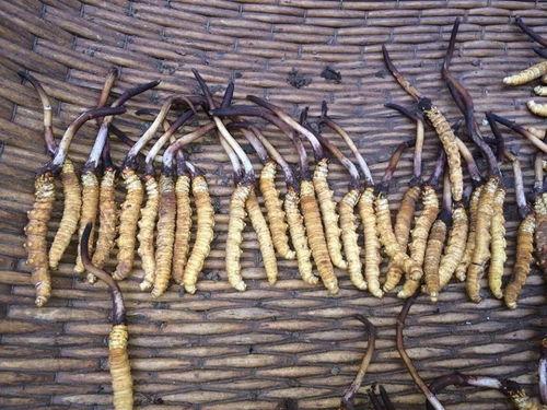 冬虫夏草怎么种植视频,从虫草菌到夏草收获