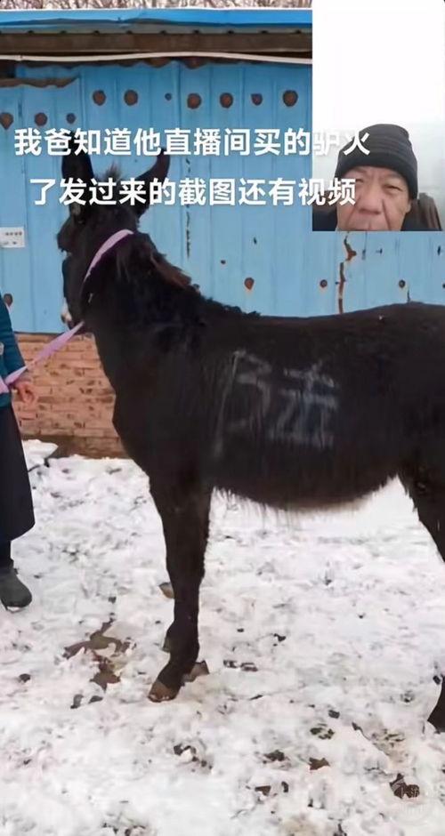 配驴视频,一场别开生面的配驴视频之旅