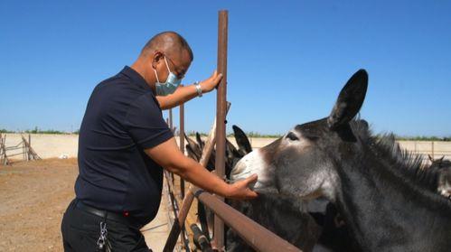 配驴视频,一场别开生面的配驴视频之旅