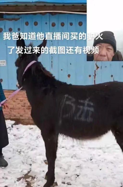 配驴视频,一场别开生面的配驴视频之旅