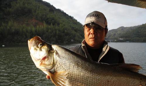 小崔钓鲢鳙视频,揭秘钓鱼高手的水中奇遇