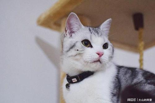 猫咪视频网站,揭秘猫咪视频网站的魅力世界