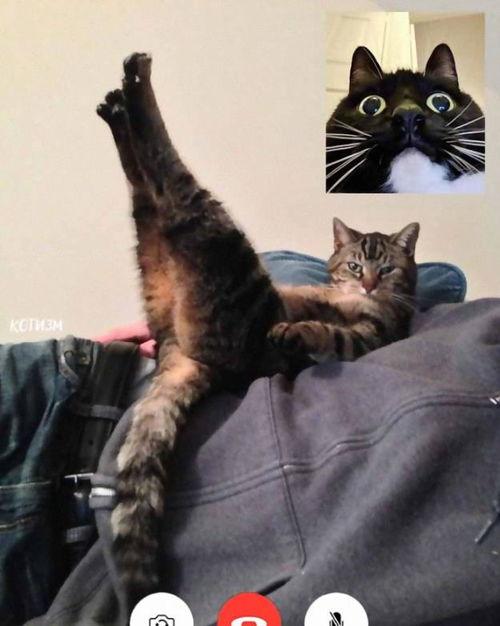 猫咪视频网站,揭秘猫咪视频网站的魅力世界