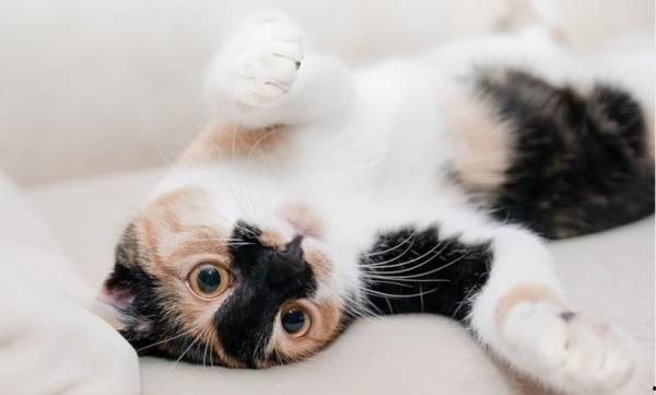 猫咪视频网站,揭秘猫咪视频网站的魅力世界