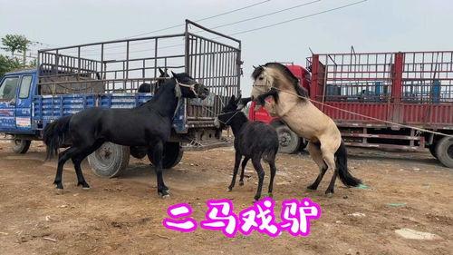马和马交配视频,一场跨越种族的浪漫邂逅
