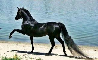 马和马交配视频,一场跨越种族的浪漫邂逅