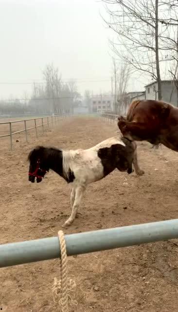马和马交配视频,一场跨越种族的浪漫邂逅