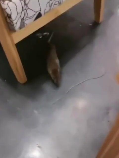 老鼠交配 视频,自然繁衍的奇妙瞬间