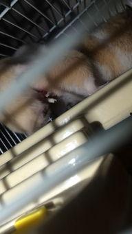 老鼠交配 视频,自然繁衍的奇妙瞬间