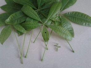 发财树修剪方法视频,视频教程详解