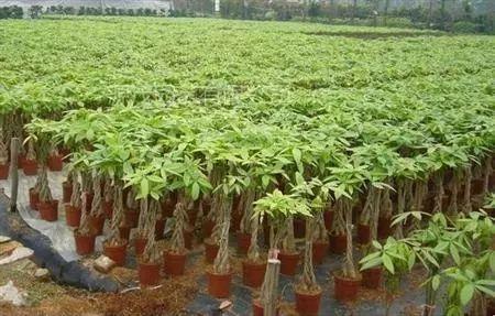 发财树修剪方法视频,视频教程详解