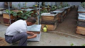 养蜂入门视频播放,跟随视频轻松掌握蜜蜂养殖技巧