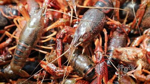 龙虾小视频,探秘海鲜美食的魅力瞬间
