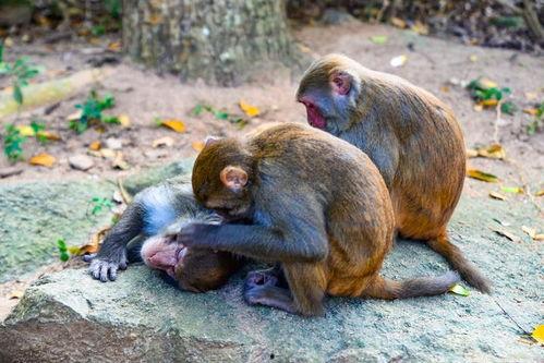 猴王交配视频,揭秘动物世界的繁衍奥秘