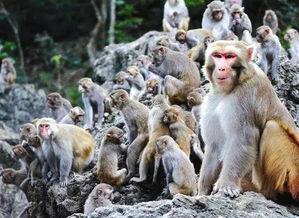 猴王交配视频,揭秘动物世界的繁衍奥秘