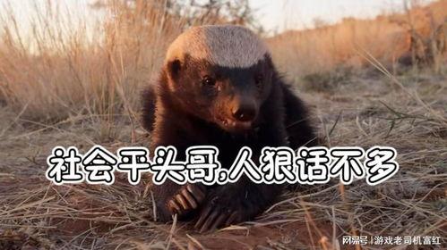 平头哥 视频,揭秘神秘生物的生存智慧与生态价值