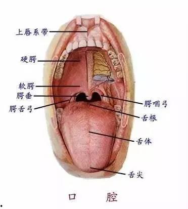 口腔视频,揭秘日常口腔护理秘诀