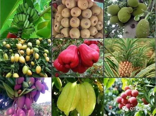 海南水果吊瓜今日价格,新鲜采摘，实惠之选