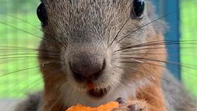 松鼠视频,轻松解锁短视频新体验