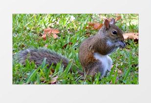 松鼠视频,轻松解锁短视频新体验