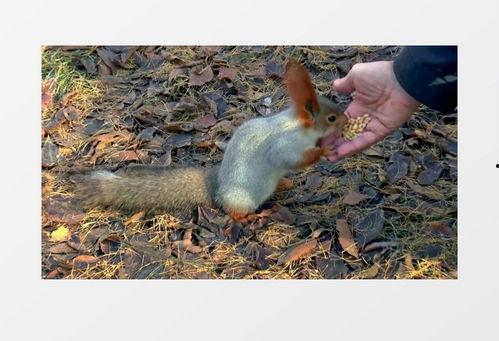 松鼠视频,轻松解锁短视频新体验