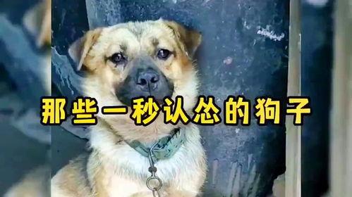 狗狗视频大全搞笑,萌宠视频大全笑料十足