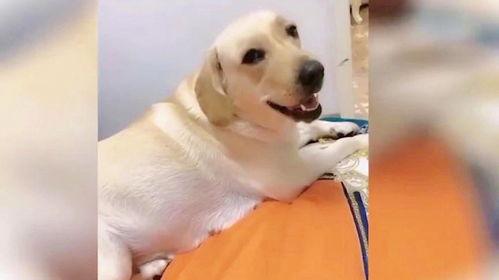 狗狗视频大全搞笑,萌宠视频大全笑料十足