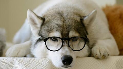 狗狗视频大全搞笑,萌宠视频大全笑料十足