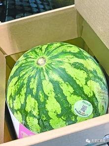 武汉今日吃瓜,吃瓜群众聚焦最新民生话题