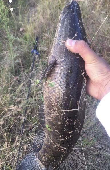 钓大黑鱼视频,视频教学带你征服水中巨兽