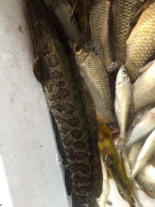 钓大黑鱼视频,视频教学带你征服水中巨兽