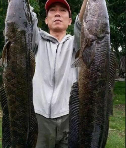 钓大黑鱼视频,视频教学带你征服水中巨兽