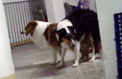 狗交配全过程视频,从相遇相知到繁衍生息