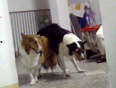 狗交配全过程视频,从相遇相知到繁衍生息