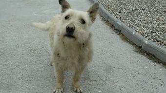 狗交配全过程视频,从相遇相知到繁衍生息